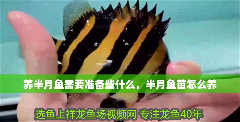 養(yǎng)半月魚(yú)需要準(zhǔn)備些什么，半月魚(yú)苗怎么養(yǎng)