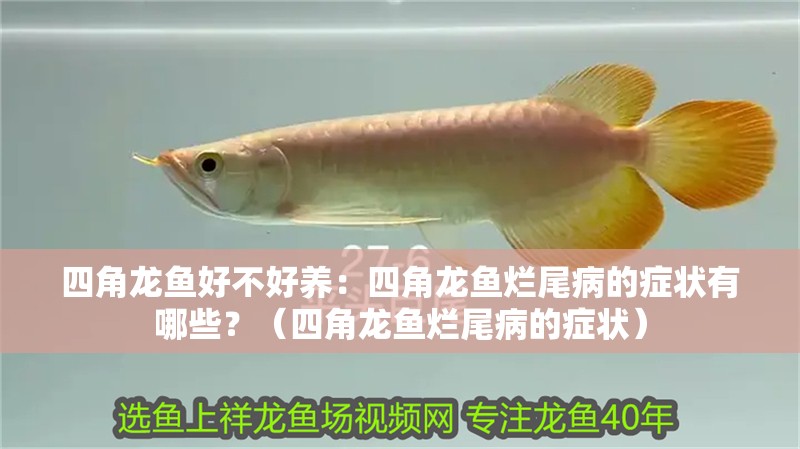 四角龍魚好不好養(yǎng)：四角龍魚爛尾病的癥狀有哪些？（四角龍魚爛尾病的癥狀）