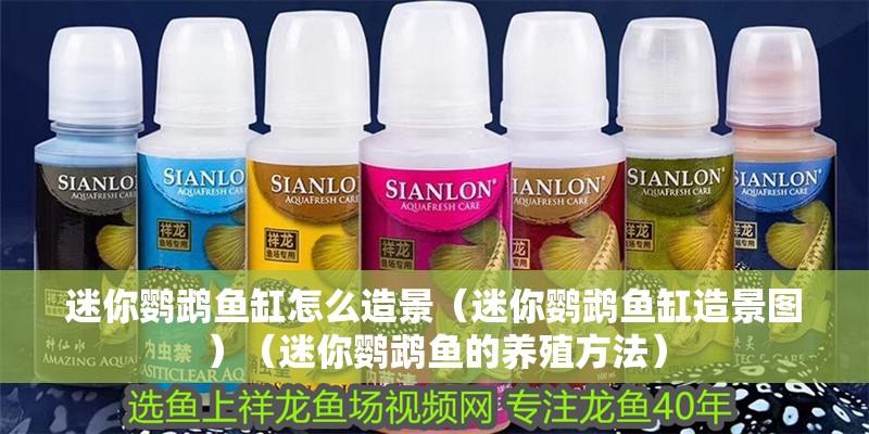 迷你鸚鵡魚缸怎么造景（迷你鸚鵡魚缸造景圖）（迷你鸚鵡魚的養殖方法） 迷你鸚鵡魚缸怎么造景（迷你鸚鵡魚缸造景圖）（迷你鸚鵡魚的養殖方法） 觀賞魚百科