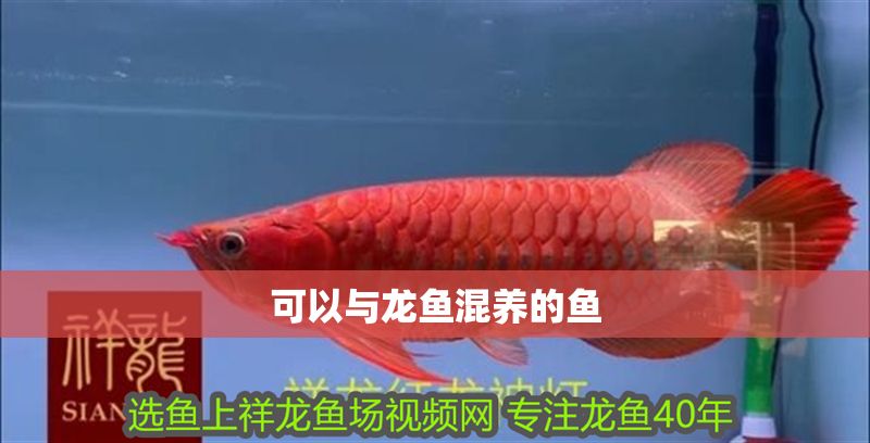 可以與龍魚混養(yǎng)的魚