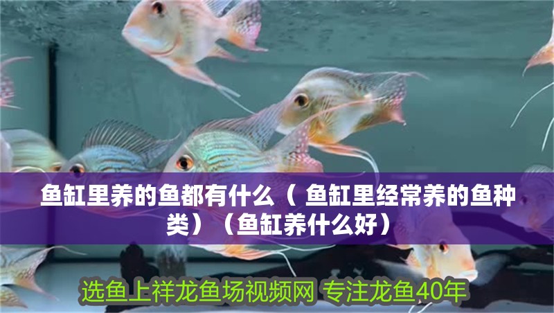 魚缸里養的魚都有什么（ 魚缸里經常養的魚種類）（魚缸養什么好）