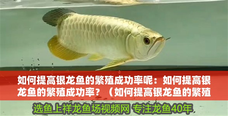 如何提高銀龍魚的繁殖成功率呢：如何提高銀龍魚的繁殖成功率？（如何提高銀龍魚的繁殖成功率）