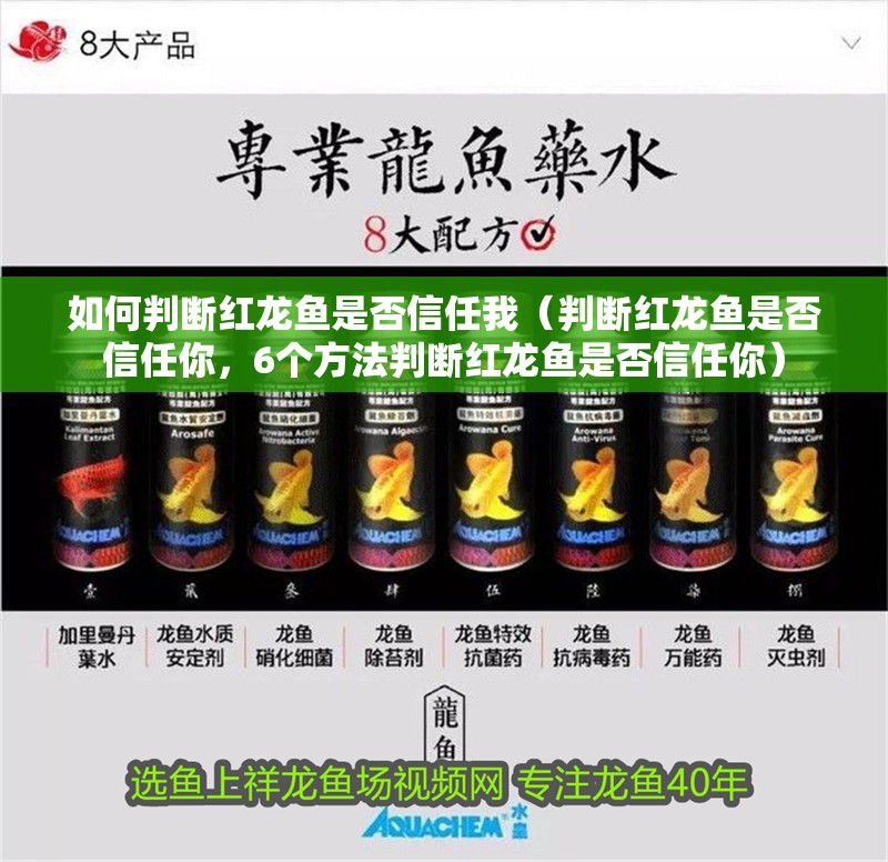 如何判斷紅龍魚是否信任我（判斷紅龍魚是否信任你，6個方法判斷紅龍魚是否信任你）