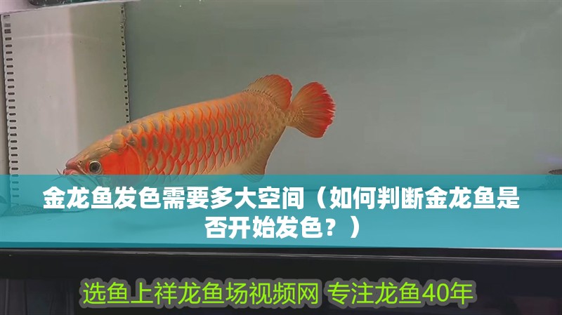 金龍魚發色需要多大空間（如何判斷金龍魚是否開始發色？） 金龍魚發色需要多大空間（如何判斷金龍魚是否開始發色？） 龍魚百科