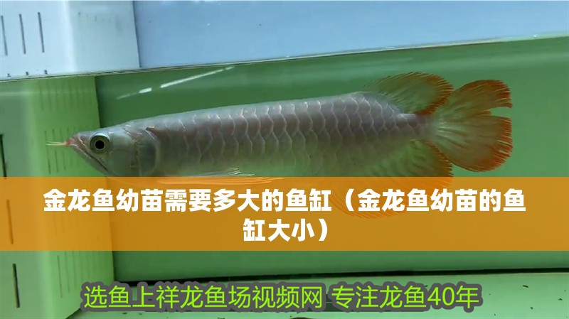 金龍魚幼苗需要多大的魚缸（金龍魚幼苗的魚缸大小）