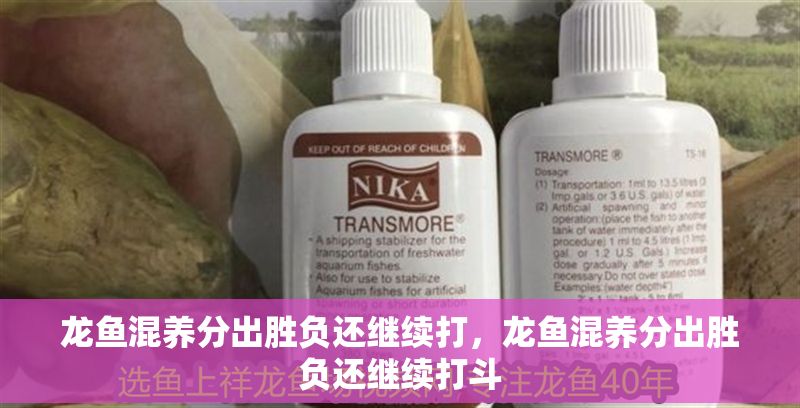 龍魚混養(yǎng)分出勝負還繼續(xù)打，龍魚混養(yǎng)分出勝負還繼續(xù)打斗