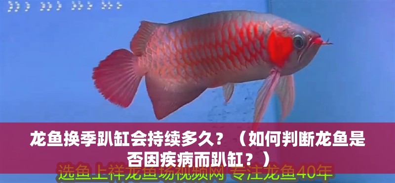 龍魚換季趴缸會持續多久？（如何判斷龍魚是否因疾病而趴缸？） 龍魚換季趴缸會持續多久？（如何判斷龍魚是否因疾病而趴缸？） 龍魚百科