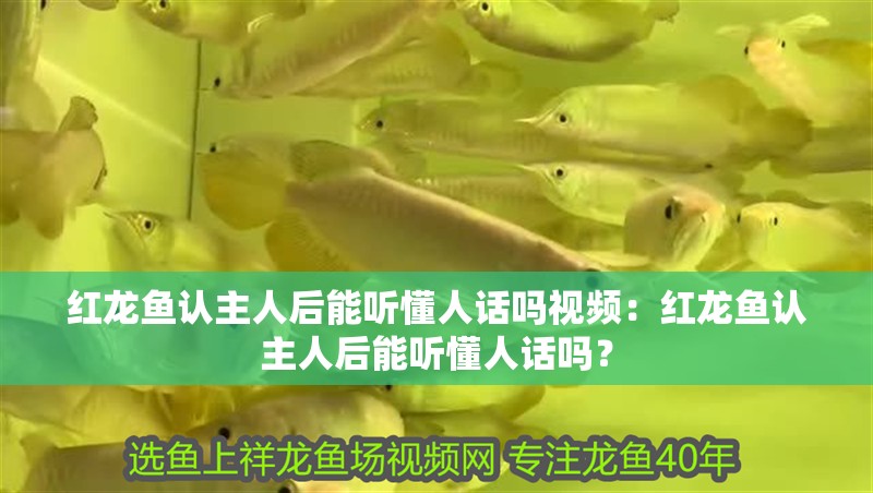 紅龍魚認主人后能聽懂人話嗎視頻：紅龍魚認主人后能聽懂人話嗎？ 紅龍魚認主人后能聽懂人話嗎視頻：紅龍魚認主人后能聽懂人話嗎？ 水族問答