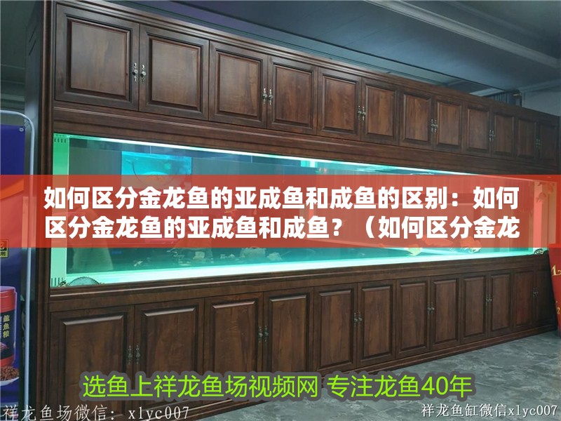 如何區分金龍魚的亞成魚和成魚的區別：如何區分金龍魚的亞成魚和成魚？（如何區分金龍魚的亞成魚和成魚）