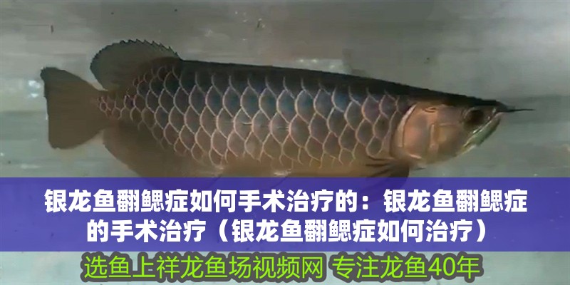 銀龍魚翻鰓癥如何手術治療的：銀龍魚翻鰓癥的手術治療（銀龍魚翻鰓癥如何治療） 銀龍魚翻鰓癥如何手術治療的：銀龍魚翻鰓癥的手術治療（銀龍魚翻鰓癥如何治療） 水族問答