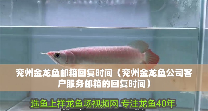 兗州金龍魚郵箱回復(fù)時間（兗州金龍魚公司客戶服務(wù)郵箱的回復(fù)時間）