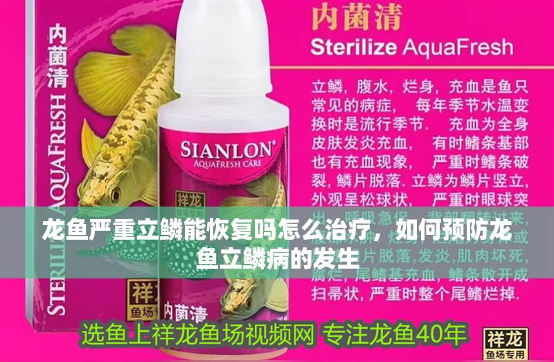 龍魚嚴(yán)重立鱗能恢復(fù)嗎怎么治療，如何預(yù)防龍魚立鱗病的發(fā)生