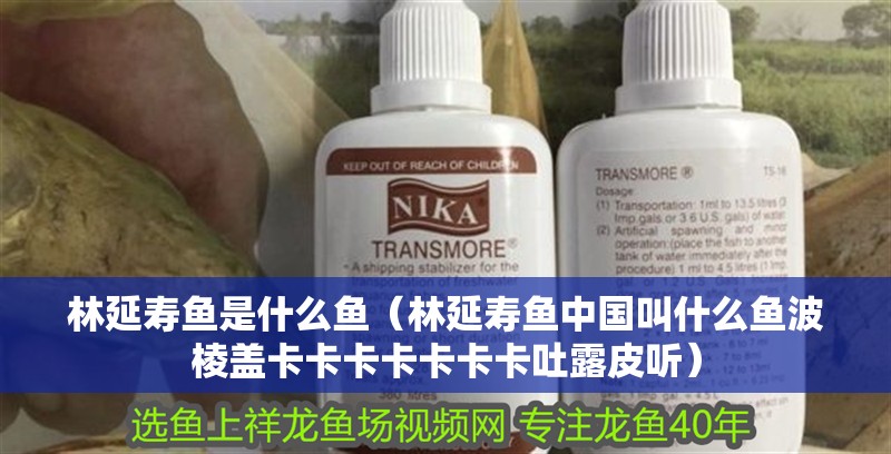 林延壽魚(yú)是什么魚(yú)（林延壽魚(yú)中國(guó)叫什么魚(yú)波棱蓋卡卡卡卡卡卡卡吐露皮聽(tīng)）