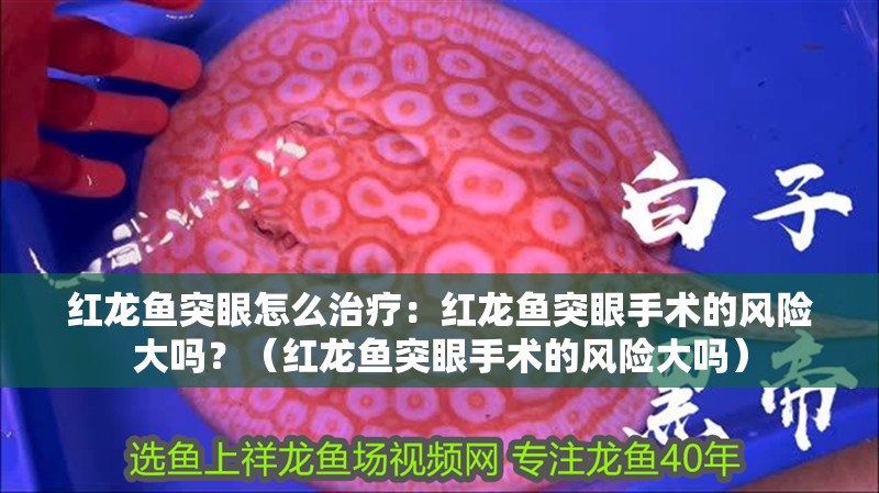 紅龍魚突眼怎么治療：紅龍魚突眼手術的風險大嗎？（紅龍魚突眼手術的風險大嗎）