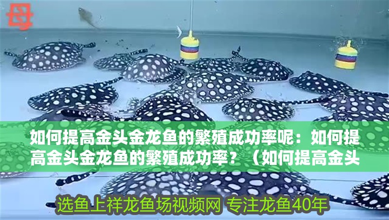 如何提高金頭金龍魚的繁殖成功率呢：如何提高金頭金龍魚的繁殖成功率？（如何提高金頭金龍魚的繁殖成功率）
