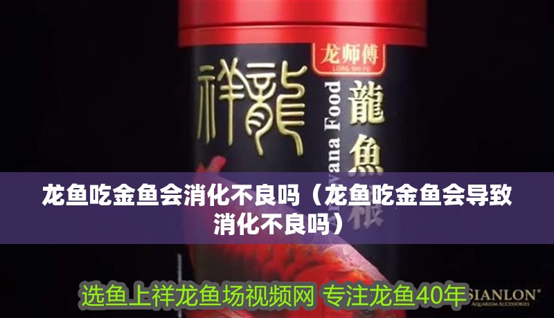 龍魚(yú)吃金魚(yú)會(huì)消化不良嗎（龍魚(yú)吃金魚(yú)會(huì)導(dǎo)致消化不良嗎）