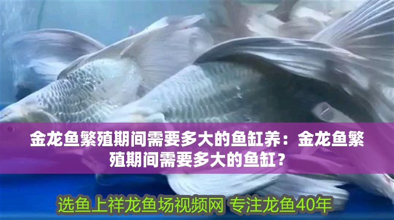金龍魚繁殖期間需要多大的魚缸養：金龍魚繁殖期間需要多大的魚缸？