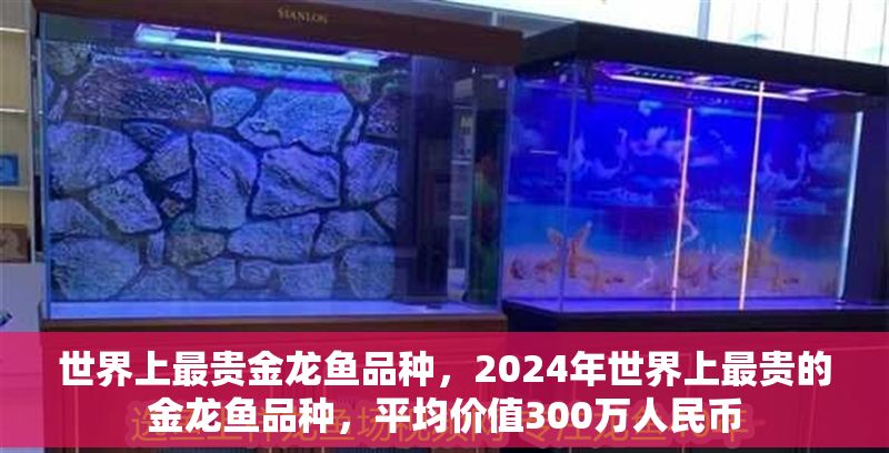 世界上最貴金龍魚品種，2024年世界上最貴的金龍魚品種，平均價值300萬人民幣