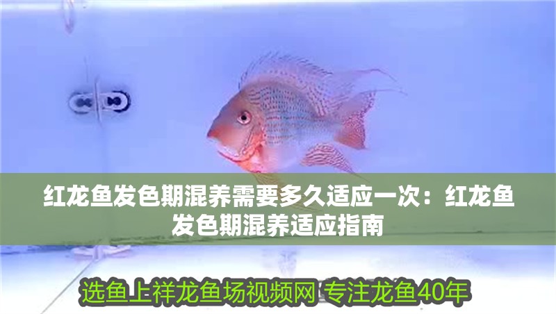 紅龍魚發色期混養需要多久適應一次：紅龍魚發色期混養適應指南 紅龍魚發色期混養需要多久適應一次：紅龍魚發色期混養適應指南 水族問答