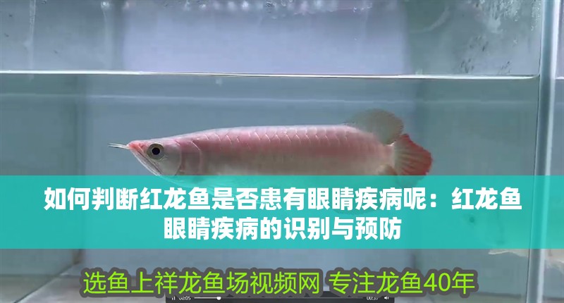 如何判斷紅龍魚是否患有眼睛疾病呢：紅龍魚眼睛疾病的識別與預防