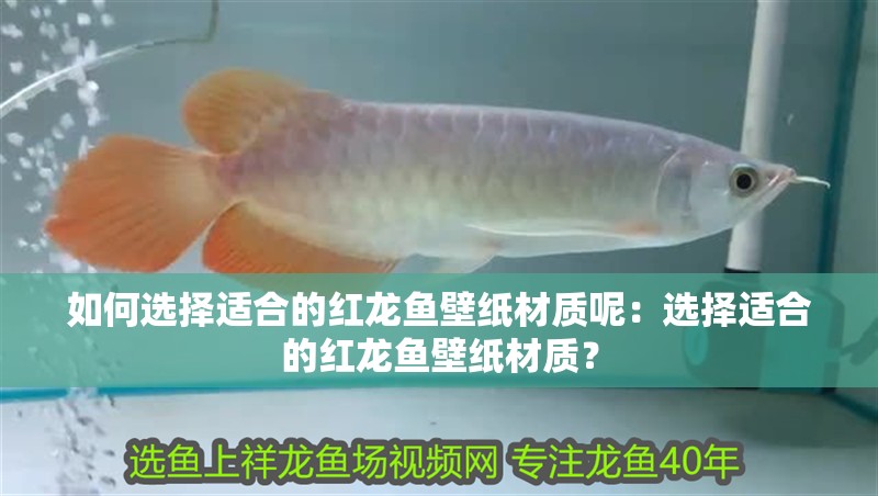 如何選擇適合的紅龍魚壁紙材質呢：選擇適合的紅龍魚壁紙材質？