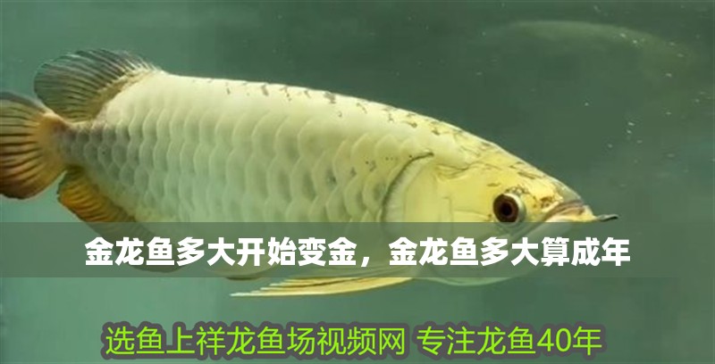 金龍魚(yú)多大開(kāi)始變金，金龍魚(yú)多大算成年