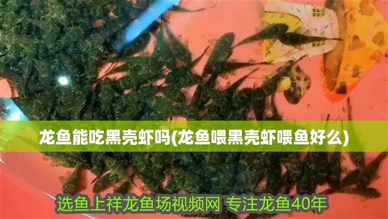 龍魚能吃黑殼蝦嗎(龍魚喂黑殼蝦喂魚好么)