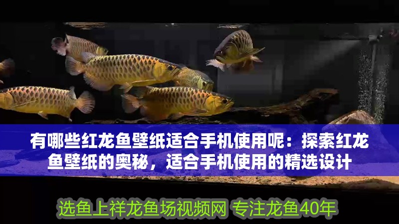 有哪些紅龍魚壁紙適合手機使用呢：探索紅龍魚壁紙的奧秘，適合手機使用的精選設計