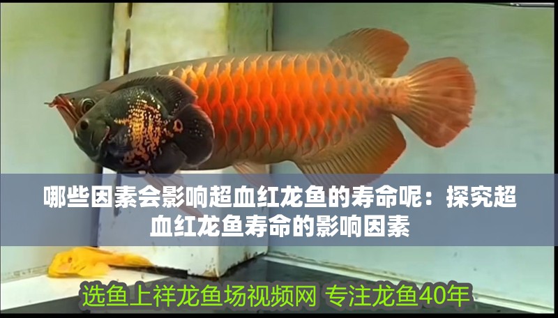 哪些因素會影響超血紅龍魚的壽命呢：探究超血紅龍魚壽命的影響因素