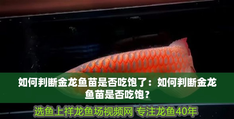 如何判斷金龍魚苗是否吃飽了：如何判斷金龍魚苗是否吃飽？