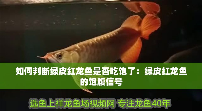 如何判斷綠皮紅龍魚是否吃飽了：綠皮紅龍魚的飽腹信號
