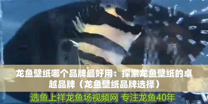 龍魚壁紙哪個品牌最好用：探索龍魚壁紙的卓越品牌（龍魚壁紙品牌選擇）
