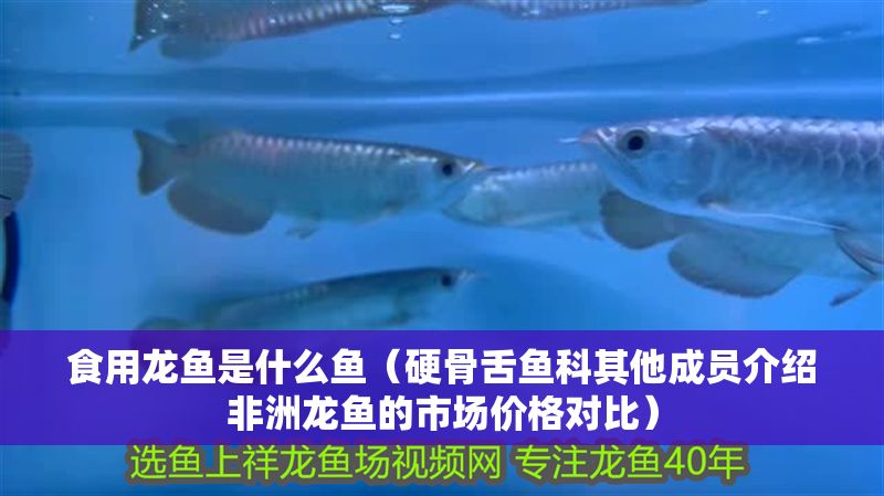 食用龍魚(yú)是什么魚(yú)（硬骨舌魚(yú)科其他成員介紹非洲龍魚(yú)的市場(chǎng)價(jià)格對(duì)比）