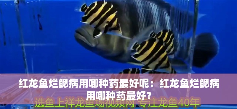 紅龍魚爛鰓病用哪種藥最好呢：紅龍魚爛鰓病用哪種藥最好？