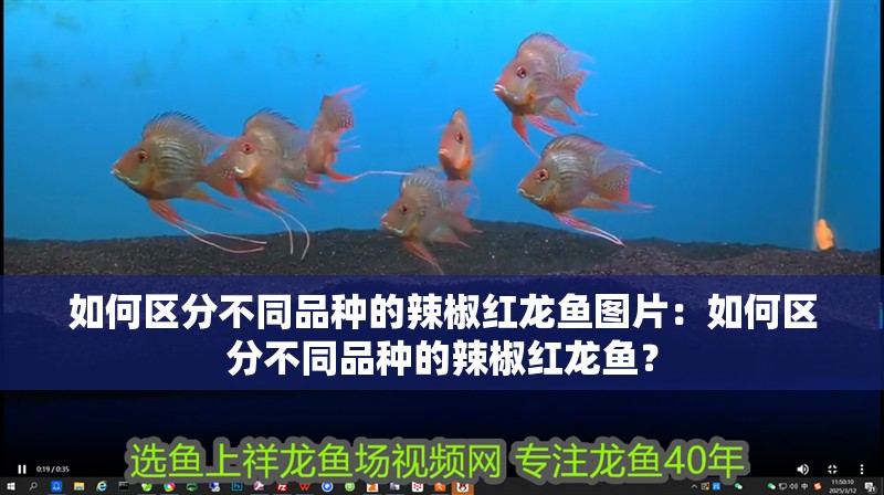 如何區分不同品種的辣椒紅龍魚圖片：如何區分不同品種的辣椒紅龍魚？