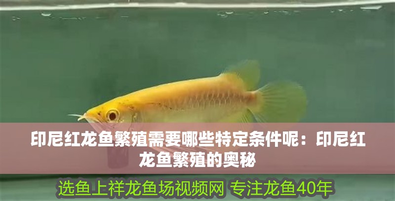 印尼紅龍魚繁殖需要哪些特定條件呢：印尼紅龍魚繁殖的奧秘