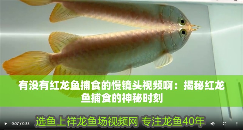 有沒有紅龍魚捕食的慢鏡頭視頻啊：揭秘紅龍魚捕食的神秘時刻
