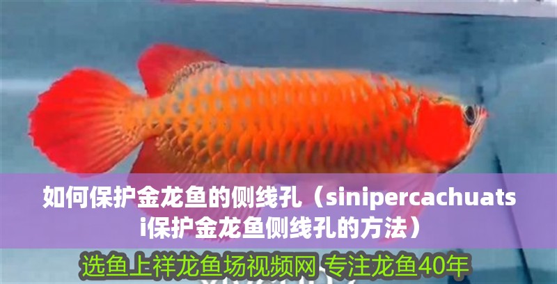 如何保護(hù)金龍魚的側(cè)線孔（sinipercachuatsi保護(hù)金龍魚側(cè)線孔的方法）