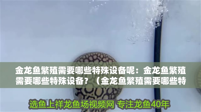 金龍魚繁殖需要哪些特殊設備呢：金龍魚繁殖需要哪些特殊設備？（金龍魚繁殖需要哪些特殊的設備）
