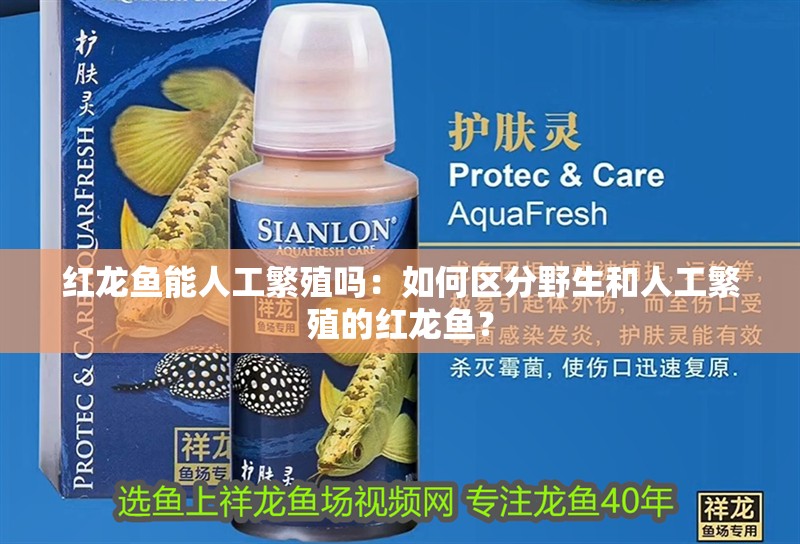 紅龍魚能人工繁殖嗎：如何區(qū)分野生和人工繁殖的紅龍魚？