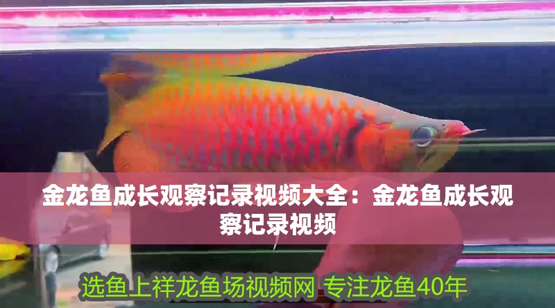 金龍魚成長觀察記錄視頻大全：金龍魚成長觀察記錄視頻