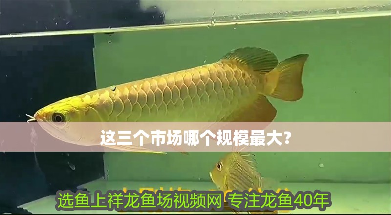 這三個(gè)市場(chǎng)哪個(gè)規(guī)模最大？