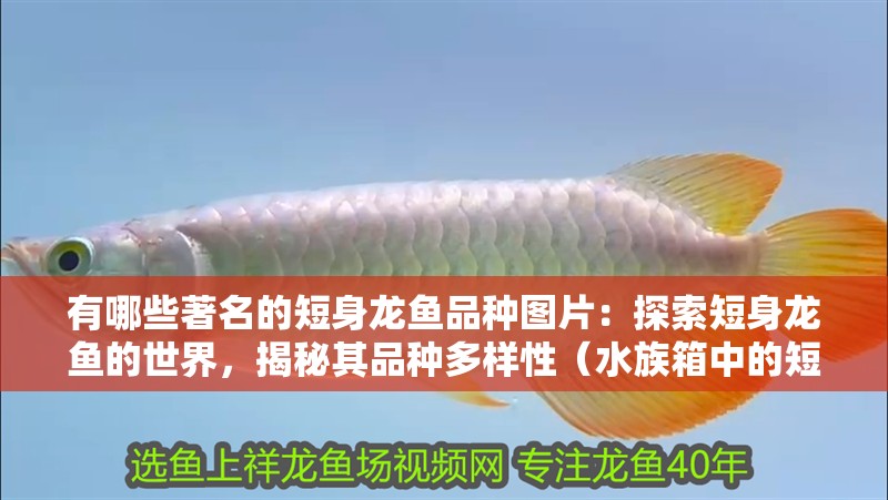 有哪些著名的短身龍魚品種圖片：探索短身龍魚的世界，揭秘其品種多樣性（水族箱中的短身龍魚品種：短身龍魚品種的飼養要求）
