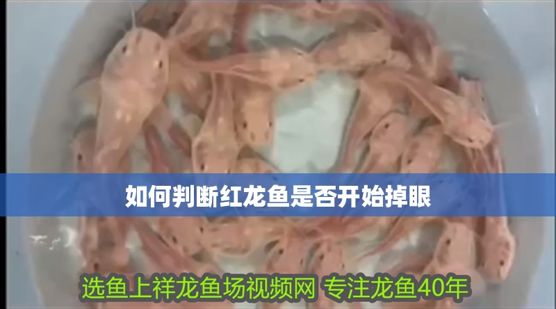 如何判斷紅龍魚是否開始掉眼