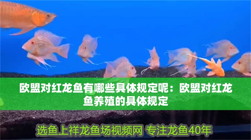 歐盟對紅龍魚有哪些具體規定呢：歐盟對紅龍魚養殖的具體規定