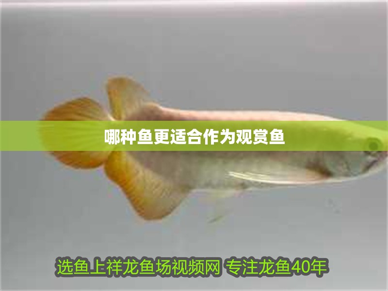 哪種魚更適<strong><mark>合作</mark></strong>為觀賞魚