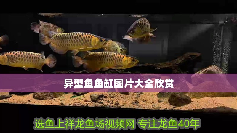 異型魚魚缸圖片大全欣賞