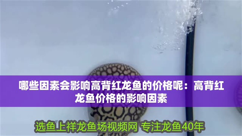 哪些因素會影響高背紅龍魚的價格呢：高背紅龍魚價格的影響因素 哪些因素會影響高背紅龍魚的價格呢：高背紅龍魚價格的影響因素 水族問答