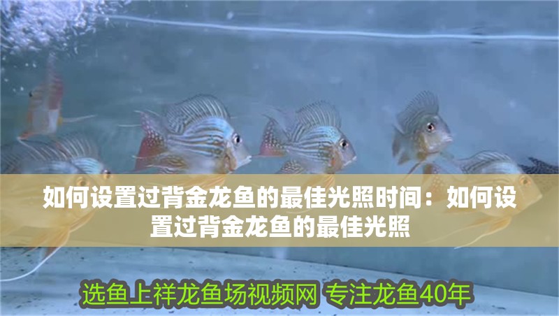 如何設(shè)置過背金龍魚的最佳光照時(shí)間：如何設(shè)置過背金龍魚的最佳光照
