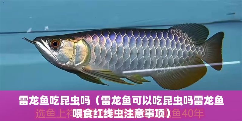 雷龍魚吃昆蟲嗎（雷龍魚可以吃昆蟲嗎雷龍魚喂食紅線蟲注意事項） 雷龍魚吃昆蟲嗎（雷龍魚可以吃昆蟲嗎雷龍魚喂食紅線蟲注意事項） 龍魚百科 第2張